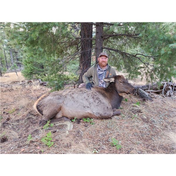 New Mexico Cow Elk hunt