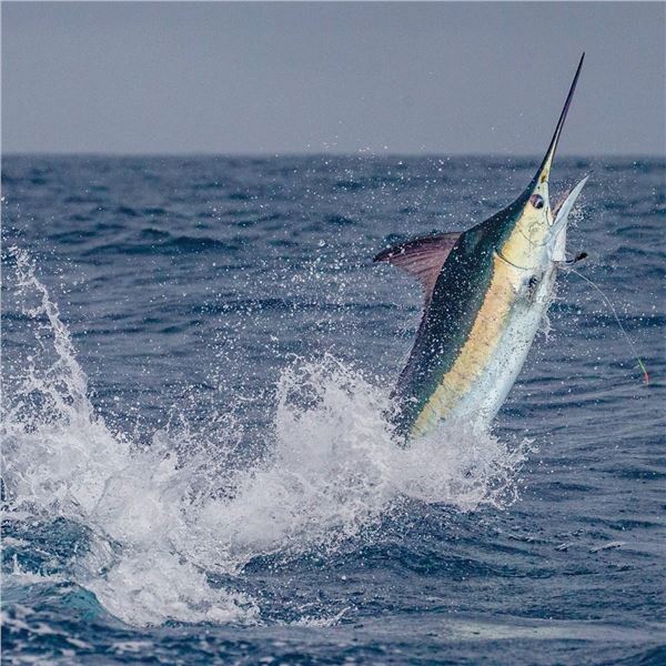 Mexico Big Game Fishing