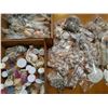 Image 1 : Shell Collection