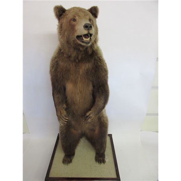 Full Mount Grizzly Bear- 37" X 31" Base- 83"H- Good Claws