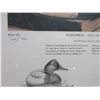 Image 2 : 2 Signed And Numbered Ward Bros Decoy Prints- Print 1 1932 Canvasback- 124/450- Print 2 1945 Mallard