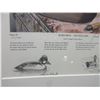 Image 3 : 2 Signed And Numbered Ward Bros Decoy Prints- Print 1 1932 Canvasback- 124/450- Print 2 1945 Mallard