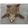 Image 1 : Very Large Double Matted Grizzly Bear Rug- Great Hair- Very Large Skull- 88"L X 93" Across Front Leg