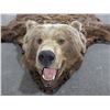 Image 2 : Very Large Double Matted Grizzly Bear Rug- Great Hair- Very Large Skull- 88"L X 93" Across Front Leg