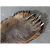 Image 3 : Very Large Double Matted Grizzly Bear Rug- Great Hair- Very Large Skull- 88"L X 93" Across Front Leg