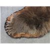 Image 4 : Very Large Double Matted Grizzly Bear Rug- Great Hair- Very Large Skull- 88"L X 93" Across Front Leg