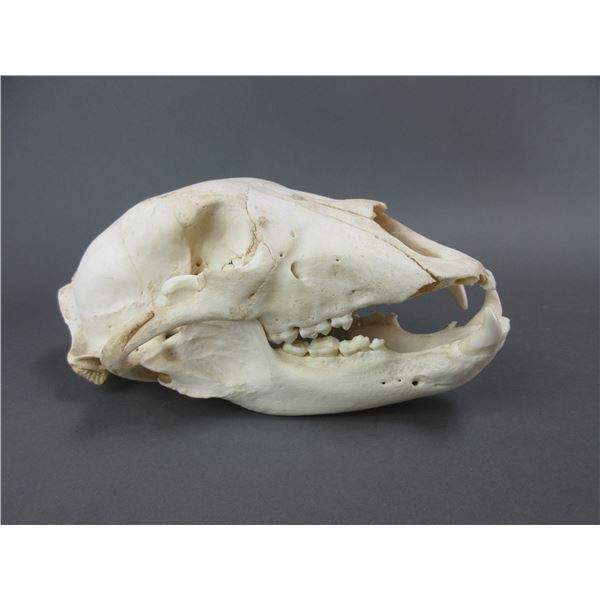 Bear Skull- 11" X 5.5"