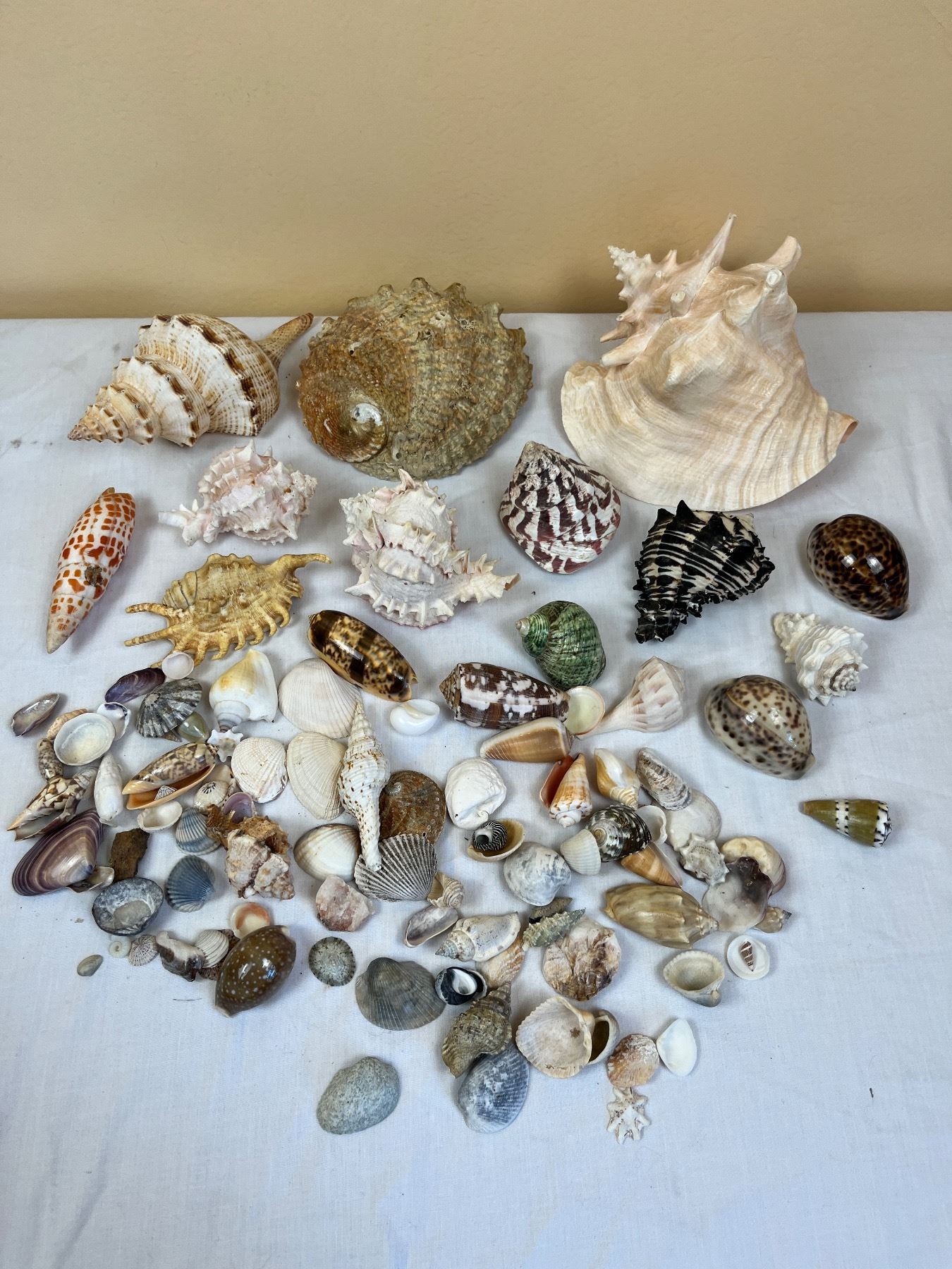 Conch Shell From Front Assorted Sea & Conch Shells - Sunrise Estate Services Ltd