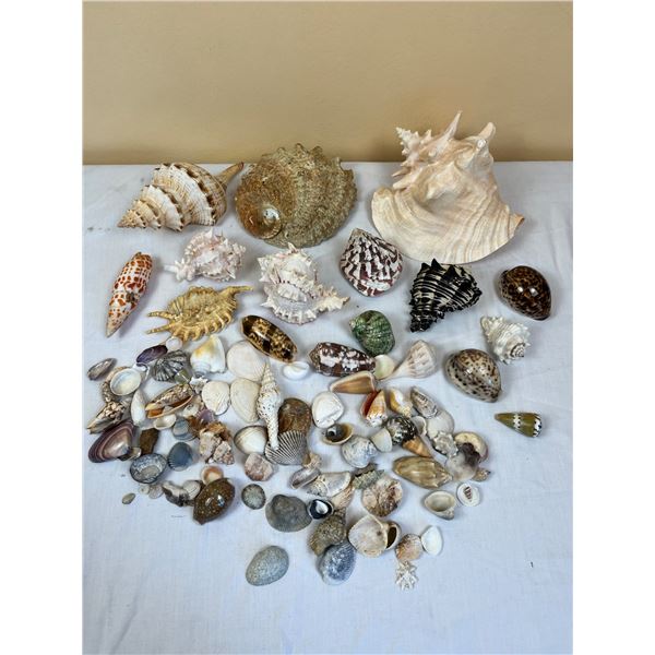 Assorted Sea & Conch Shells