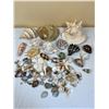 Image 1 : Assorted Sea & Conch Shells