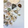 Image 2 : Assorted Sea & Conch Shells