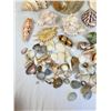 Image 3 : Assorted Sea & Conch Shells