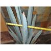 Image 7 : Metal Artificial Aloe Plant in Pot 63"H