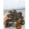 Image 5 : 10KG of Rough Lapidary Rock - Agate & Petrified Wood