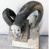 Image 1 : Set of Authentic Bighorn Sheep Horns