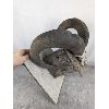 Image 3 : Set of Authentic Bighorn Sheep Horns