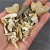 Image 2 : Lot of Fossils - Crinoid Stems, Sand Shark & Squalicorax Shark Teeth 