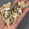 Image 2 : Lot of Fossils - Crinoid Stems, Sand Shark & Squalicorax Shark Teeth 