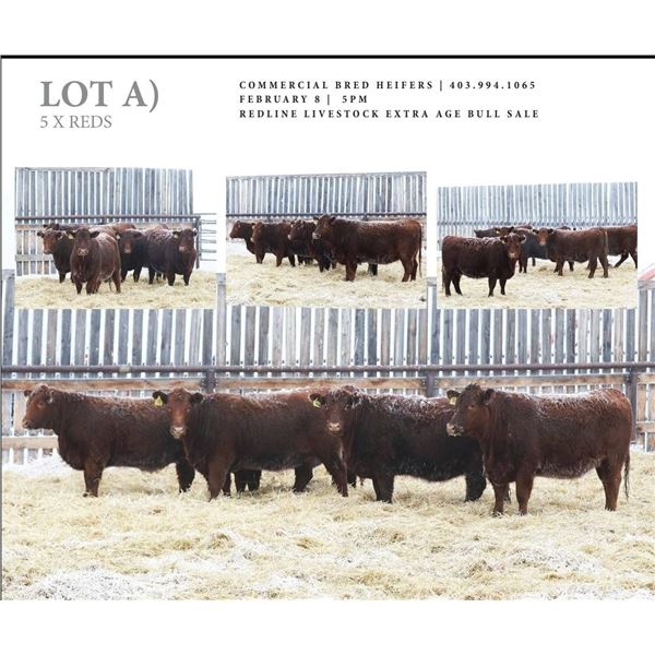 Redline Livestock Lot A - 5 Commercial Bred Heifers