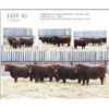Image 1 : Redline Livestock Lot A - 5 Commercial Bred Heifers
