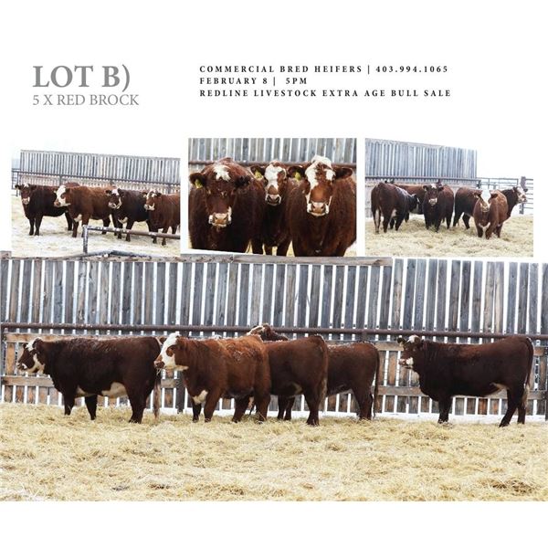 Redline Livestock Lot B - 5 Commercial Bred Heifers