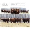 Image 1 : Redline Livestock Lot B - 5 Commercial Bred Heifers