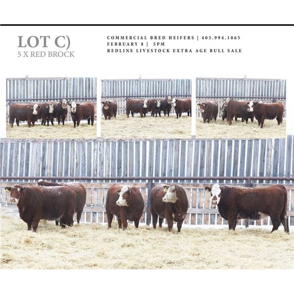 Redline Livestock Lot C - 5 Commercial Bred Heifers
