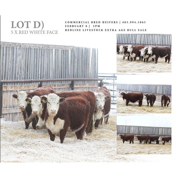 Redline Livestock Lot D - 5 Commercial Bred Heifers