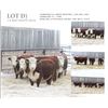 Image 1 : Redline Livestock Lot D - 5 Commercial Bred Heifers