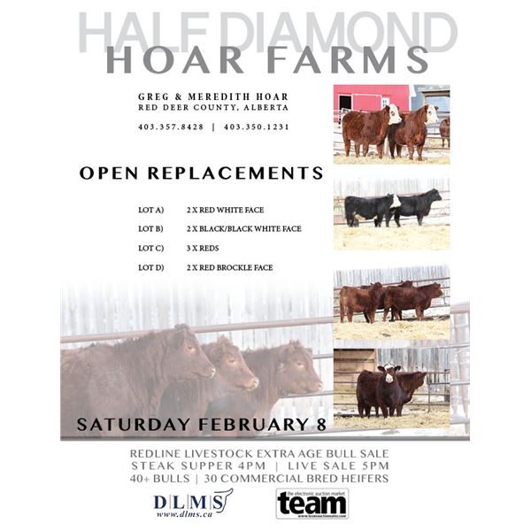 Half Diamond Hoar Farms Lot D - 2 Commercial Open Replacement Heifers