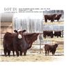 Image 2 : Half Diamond Hoar Farms Lot D - 2 Commercial Open Replacement Heifers