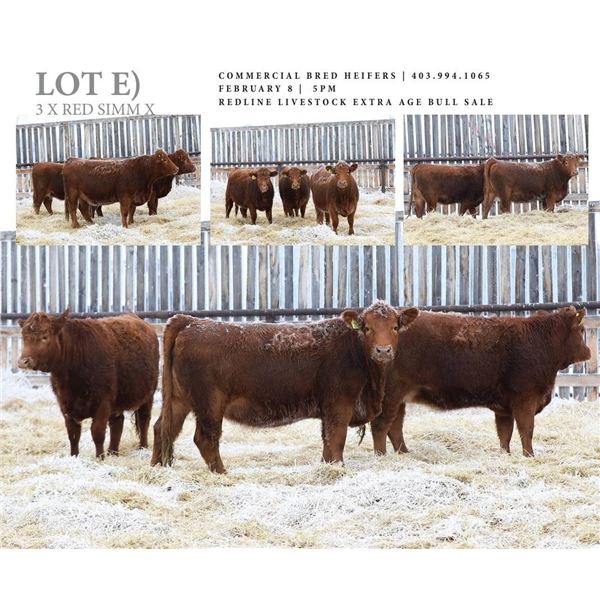 Redline Livestock Lot E - 3 Commercial Bred Heifers