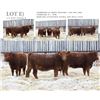 Image 1 : Redline Livestock Lot E - 3 Commercial Bred Heifers