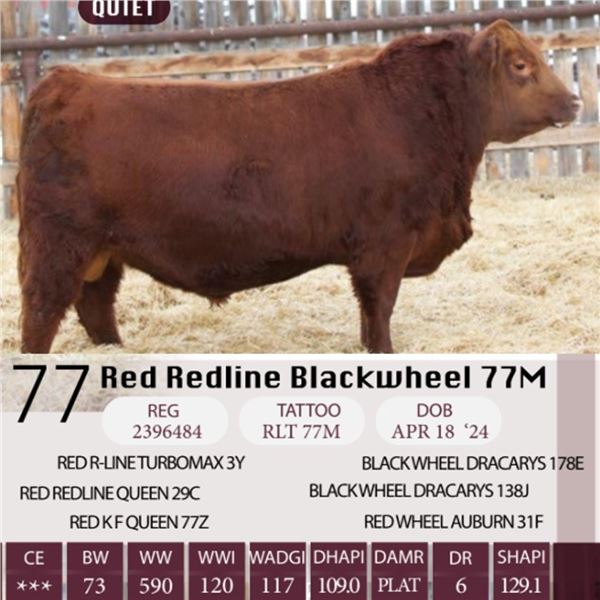 Red Redline Blackwheel 77M