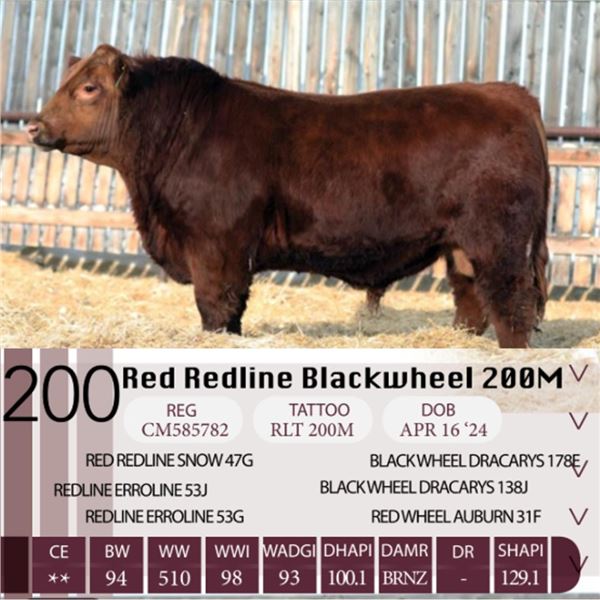 Red Redline Blackwheel 200M