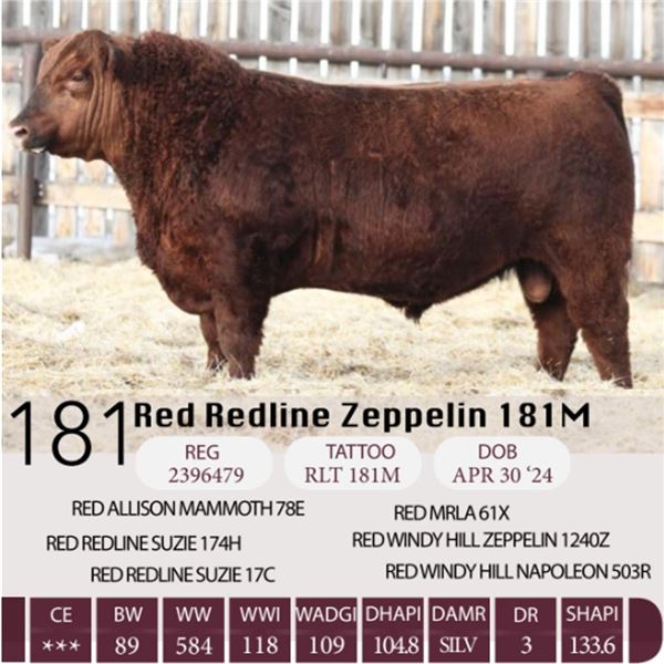 Red redline Zeppelin 181M