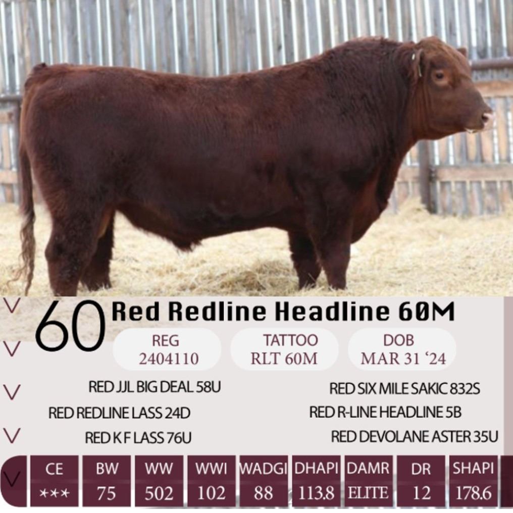 Red Midliner Red Redline Headline 60M - Team Auction Sales