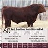 Image 1 : Red Redline Headline 60M