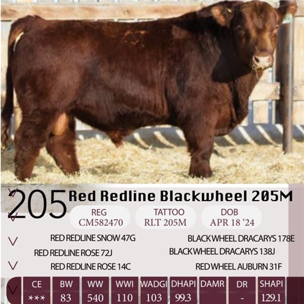 Red Redline Blackwheel 205M