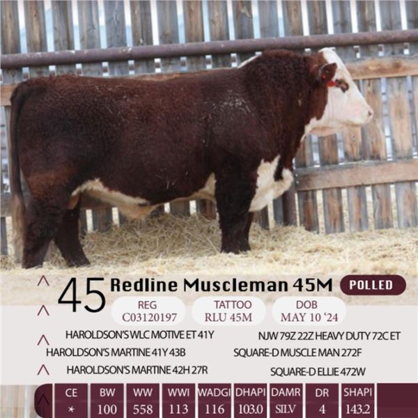 Redline Muscleman 45M