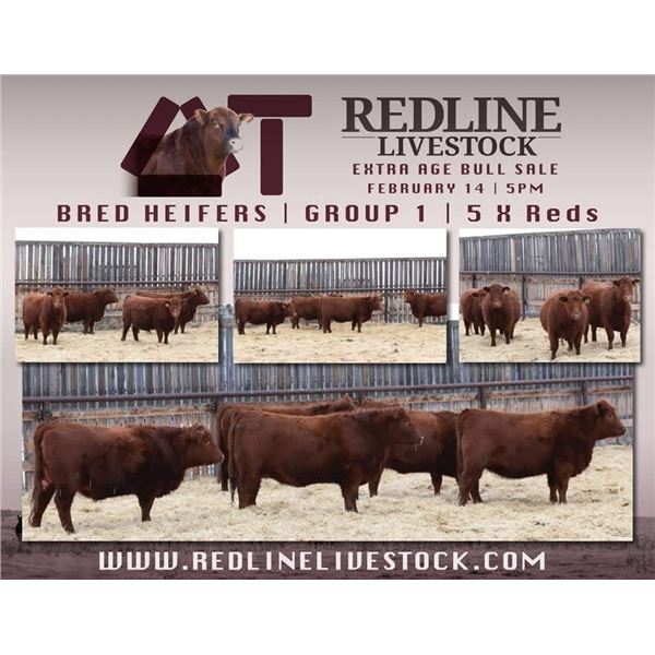 Redline Livestock - 5 Commercial Bred Heifers