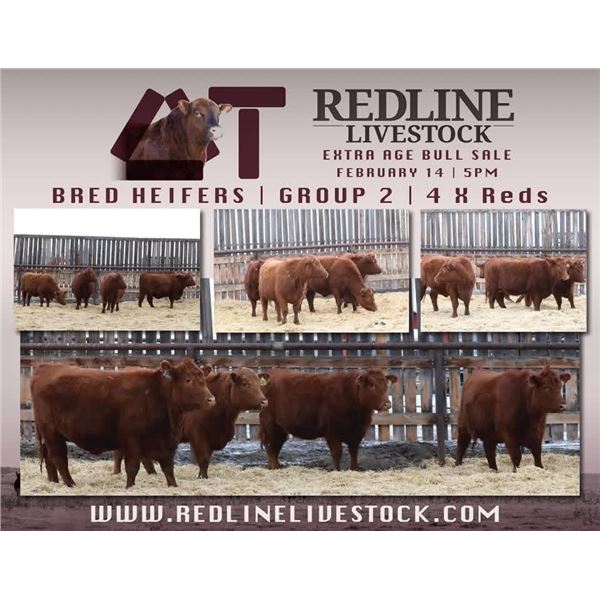 Redline Livestock - 4 Commercial Bred Heifers