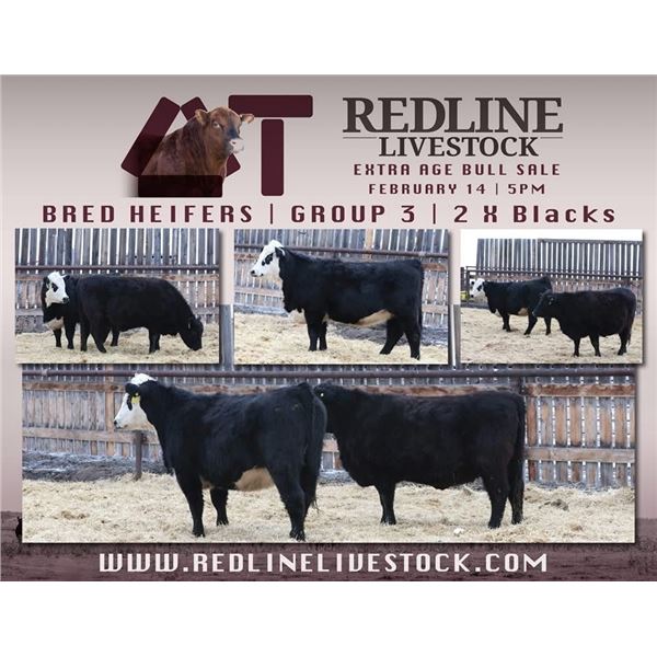 Redline Livestock - 2 Commercial Bred Heifers
