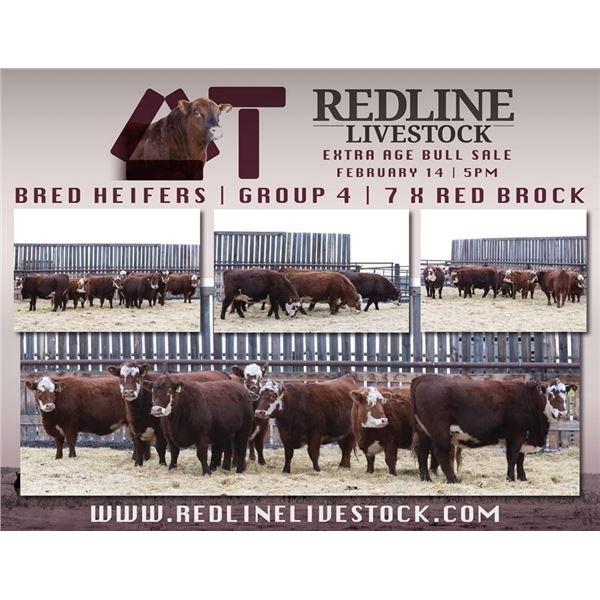 Redline Livestock - 7 Commercial Bred Heifers