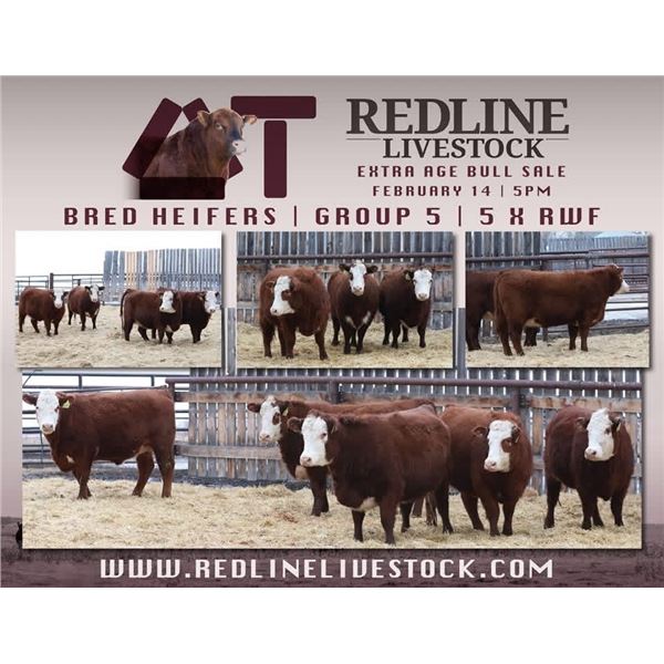 Redline Livestock - 5 Commercial Bred Heifers