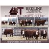Image 1 : Redline Livestock - 5 Commercial Bred Heifers