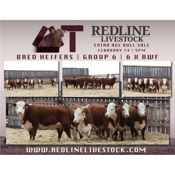 Redline Livestock - 6 Commercial Bred Heifers