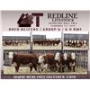 Image 1 : Redline Livestock - 6 Commercial Bred Heifers