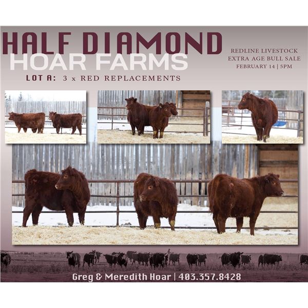 Half Diamond Hoar Farms - 3 Commercial Open Replacement Heifers