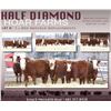 Image 1 : Half Diamond Hoar Farms - 5 Commercial Open Replacement Heifers
